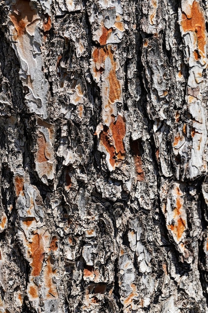 Close up wood texture background