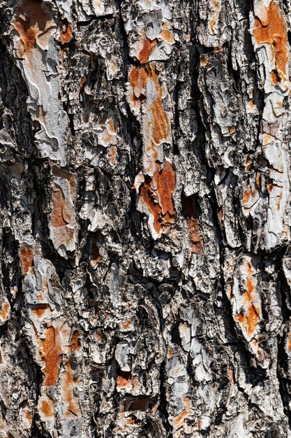 Close up wood texture background