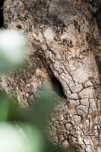 Close up wood texture background