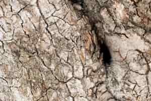 Free photo close up wood texture background