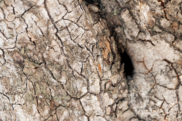 Close up wood texture background