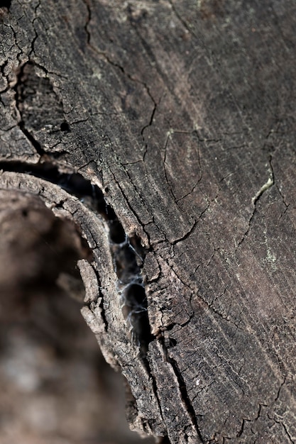 Close up texture di sfondo di legno