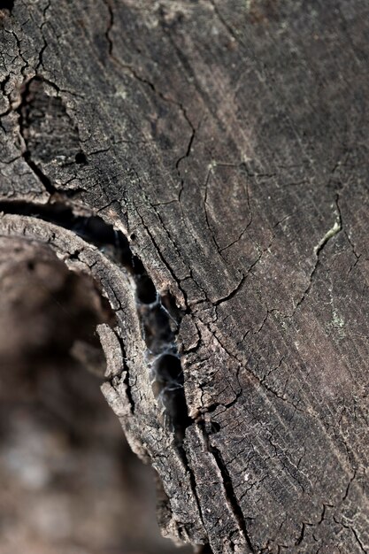 Close up wood texture background