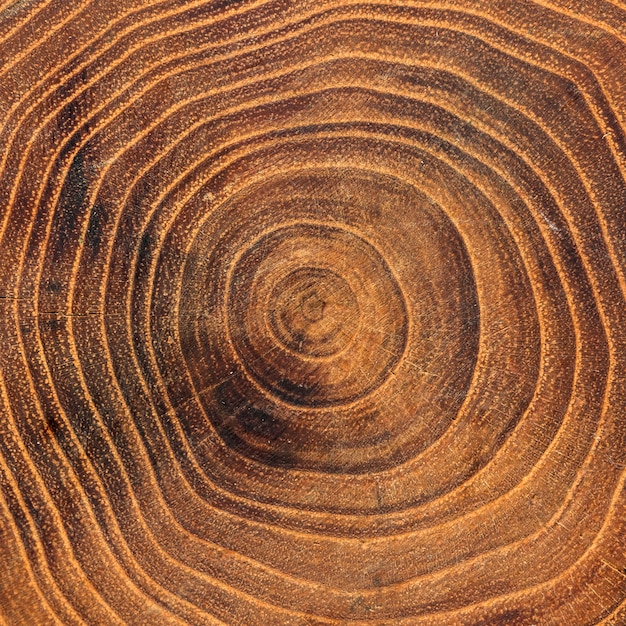 Close-up of wooden annual growth rings