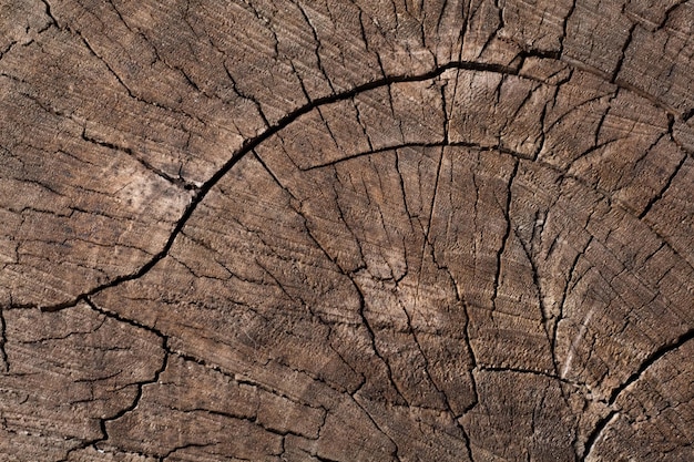 Закройте вверх по деревянной предпосылке текстуры. поперечный разрез срубленного дерева с кольцами роста. старая текстура натурального дерева ствола дерева отрезка для текста и фона. дизайн природы