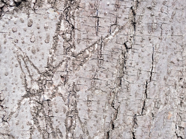 Close-up wooden texture background
