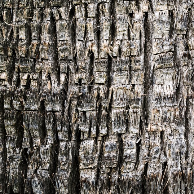 Close-up wooden texture of a tree