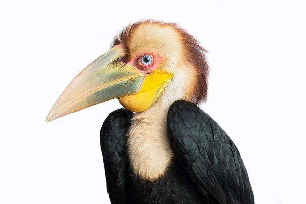 Premium Vector  Wreathed hornbill, hornbill vector illustration 