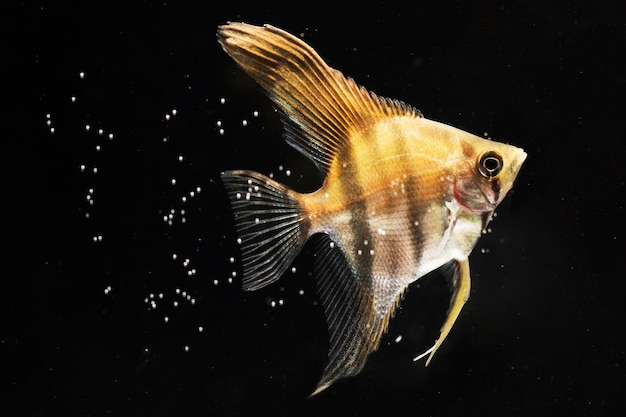 Крупным планом желтый бетта рыбы в окружении пузырьков