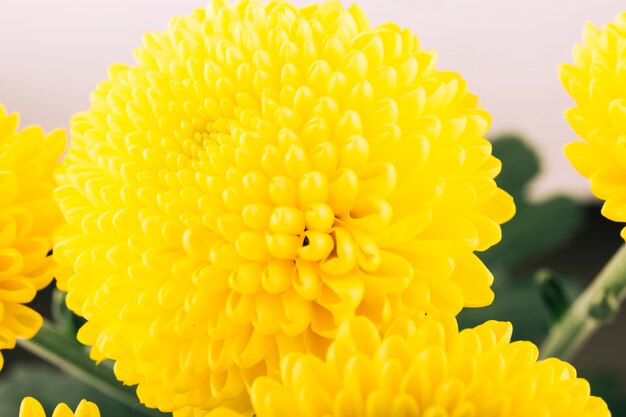 Close-up of yellow chrysanthemum flower 