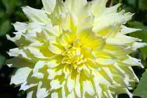 Free photo close up of a yellow dahlia flower at a garden on a sunny day