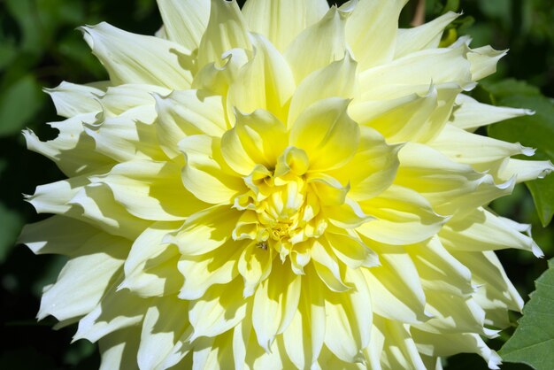 Close up of a yellow dahlia flower at a garden on a sunny day