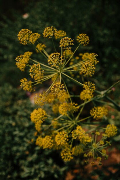 Foto gratuita close-up di fiori di aneto giallo