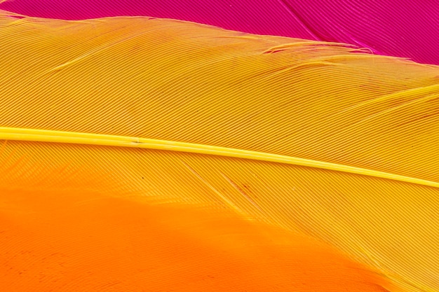 Free photo close-up yellow feather