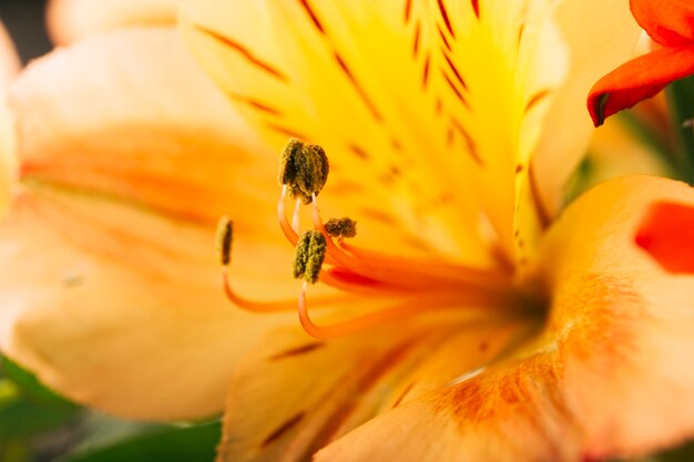 Крупный план пыльцы желтого цветка