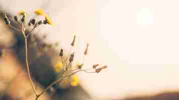 Free photo close-up of yellow flower with bud