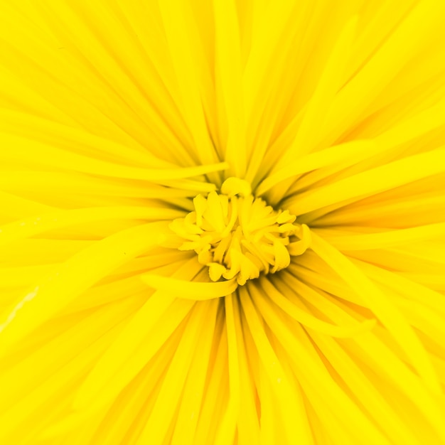 노란 꽃의 클로즈업