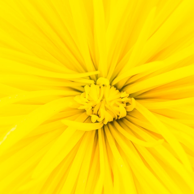 Close up yellow flower