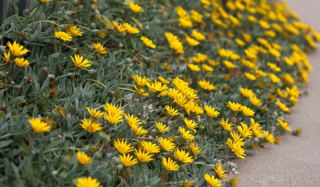 Close up of yellow flowers inside footpath