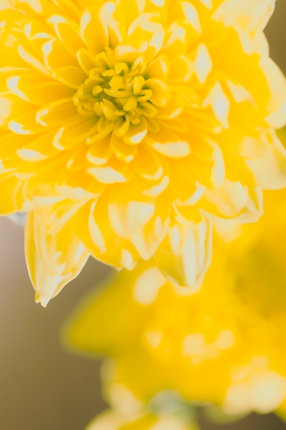Крупным планом желтые цветы