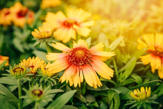 A close up of a yellow gaillardia flower in summer meadow