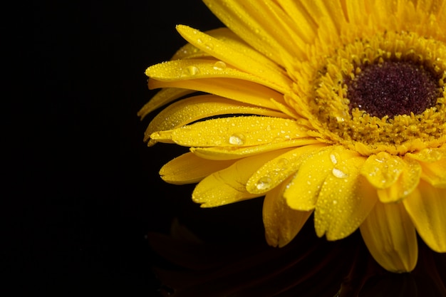 노란 gerbera 데이지 꽃의 근접 촬영