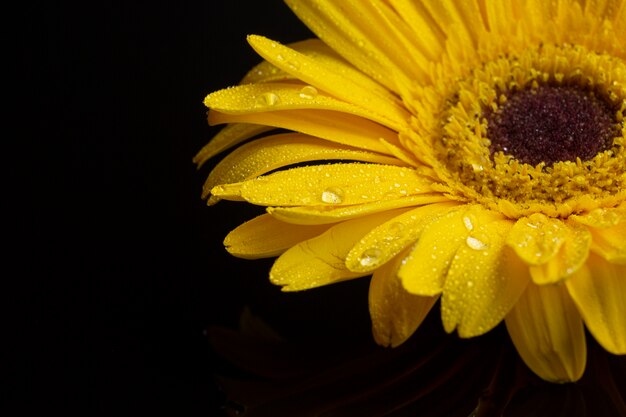 黄色のガーベラデイジーの花のクローズアップ