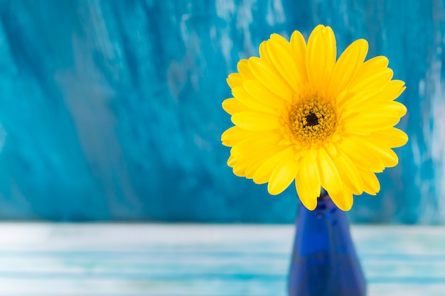 Free photo close-up of yellow gerbera flower against blue backdrop