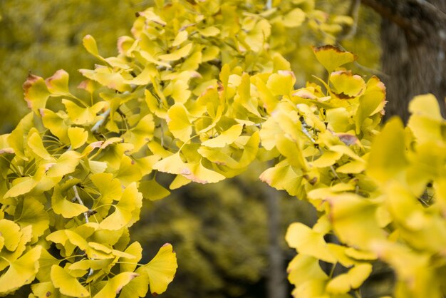 Close-up of yellow ginkgo biloba leaves