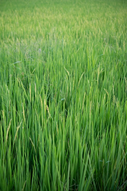 Закройте вверх желто-зеленых полей риса.
