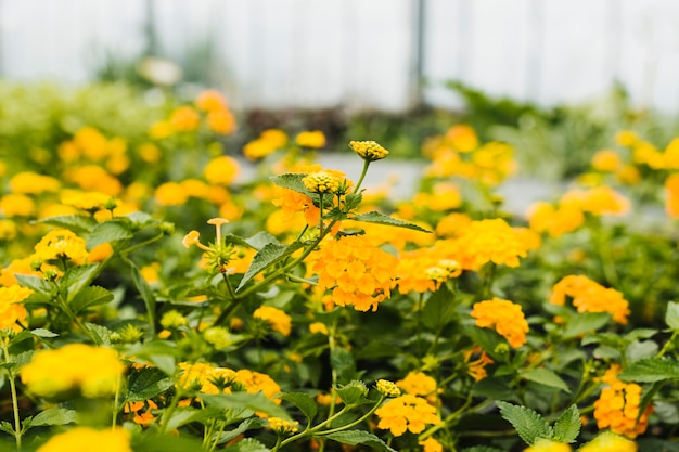 Free photo close up yellow hydrangea inside greenhouse