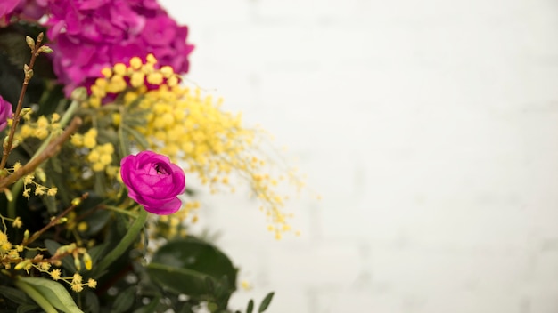 Close-up of yellow mimosa and pink rose against white backdrop