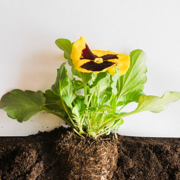 Close-up of yellow pansy flower inside the soil against white background