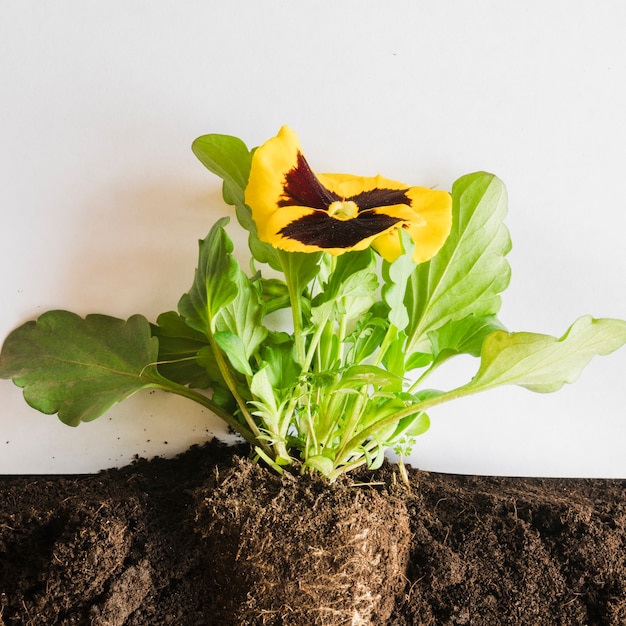 Close-up of yellow pansy flower inside the soil against white background