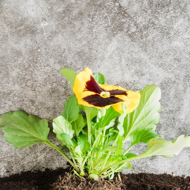 Free photo close-up of yellow pansy flower in the soil against concrete backdrop