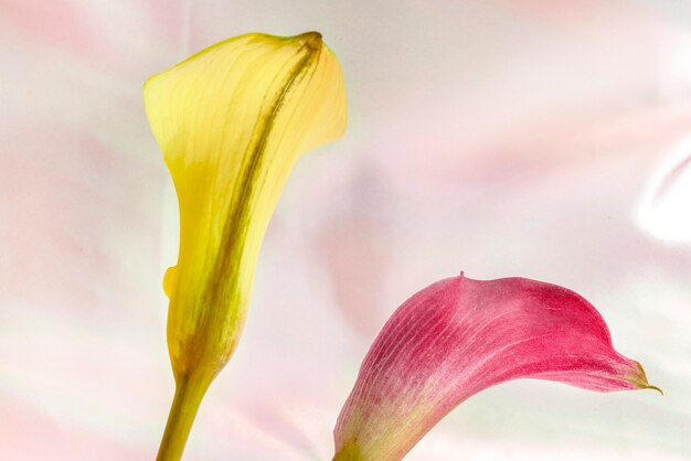 黄色とピンクのユリの花のクローズアップ