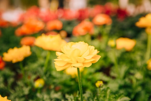 庭の黄色のラナンキュラスの花のクローズアップ