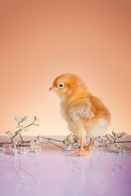 Close up of young chicken in springtime