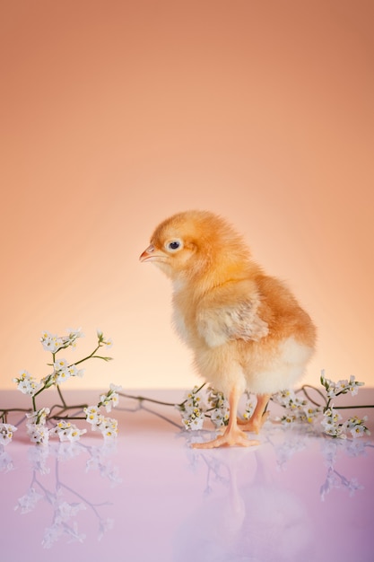Крупным планом молодой курицы весной