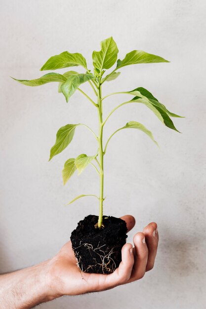 Крупным планом молодых растений держат в руках