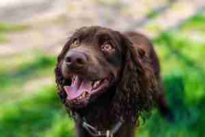 Foto gratuita vista ravvicinata di uno spaniel tedesco