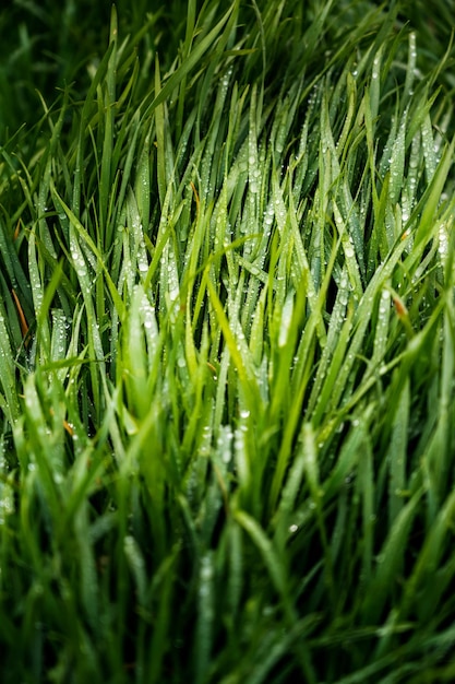Близкий вид на траву с каплями росы