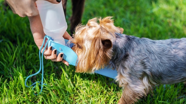 ヨークシャー テリアに水をやる飼い主のクローズ アップ表示