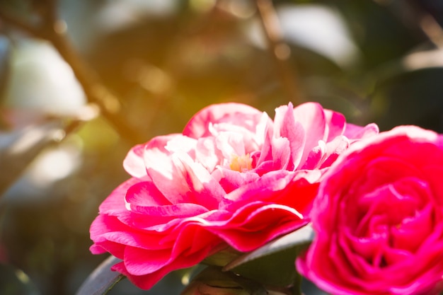 Foto gratuita chiudi vista dei fiori rosa