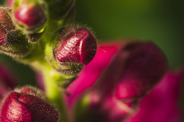 Free photo closed buds of vinous flowers