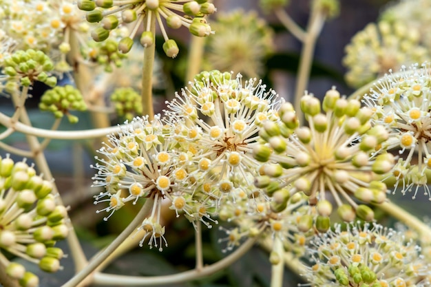 無料写真 日中の庭でいくつかの花のクローズ アップ ショット