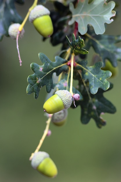 Free photo closeup of acorn in the wood in summer