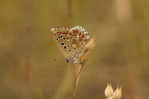 닫힌 날개를 가진 아도니스 블루(Lysandra bellargus) 나비의 근접 촬영