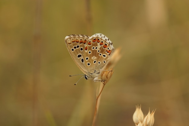 閉じた翼を持つアドニスブルー（Lysandra bellargus）蝶のクローズアップ