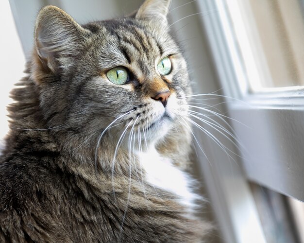 Closeup of an adorable domestic cat standing in front of the window under the sunlight